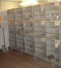 Vet hospital cat cages