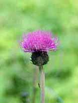 prickly-thistle3