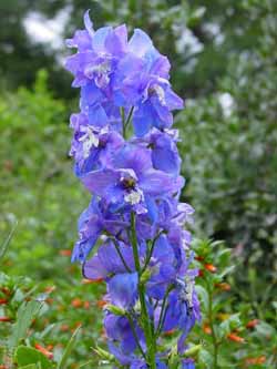 Delphinum flowers, blue