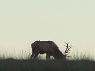 Elk