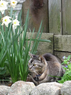 Thistle, in flower bed