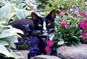 The Pie, in the Garden