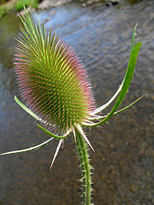 prickly-thistle1