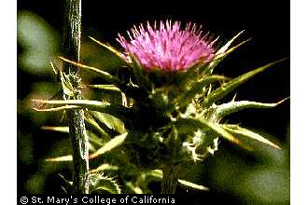 prickly-thistle2