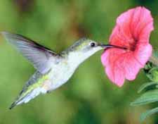 hummingbird morning glory